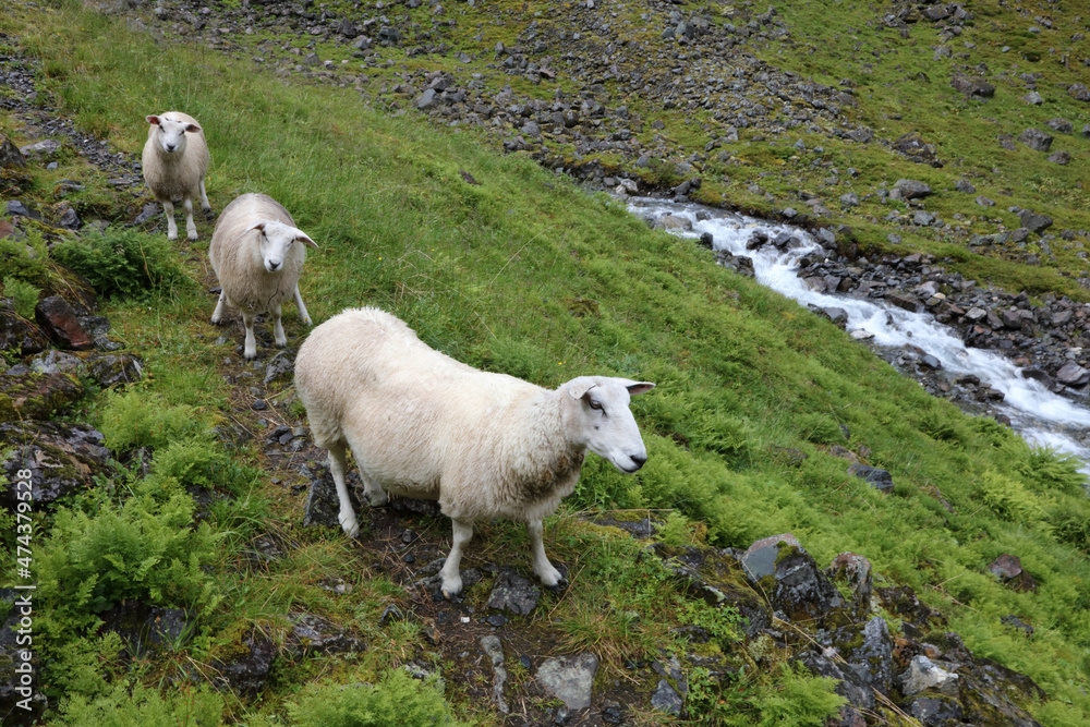 Schaf / Sheep / Ovis Schaf / Sheep / Ovis