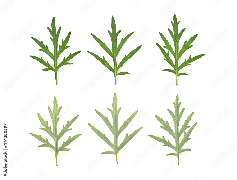 Sweet wormwood, Mugwort or artemisia annua branch green leaves on white background. Top view