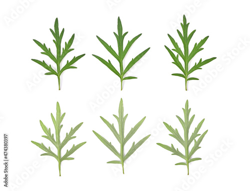 Sweet wormwood  Mugwort or artemisia annua branch green leaves on white background. Top view