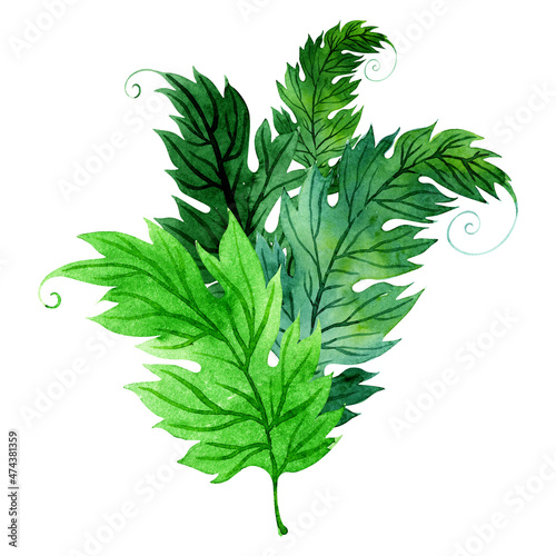 Watercolor set of illustration with stylized green acanthus leaves