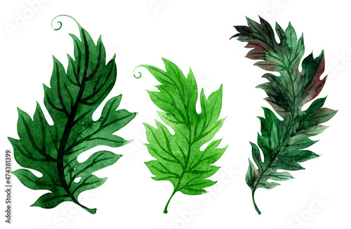 Watercolor set of illustration with stylized green acanthus leaves