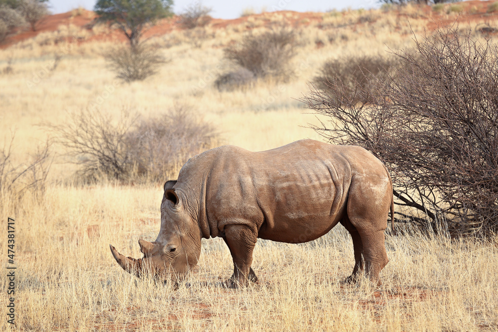 Rhino eating grass in the Kalahari Desert, Namibia Rhino eating grass in the Kalahari Desert, Namibia