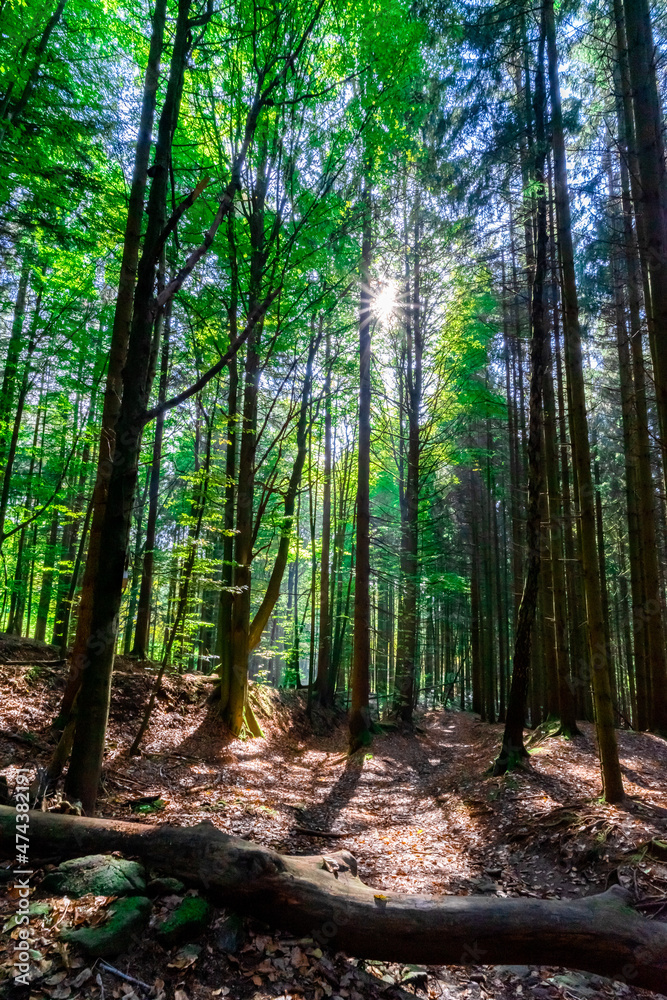 Obraz premium Hiking to the Nagesteiner Waterfalls in the Bavarian Forests