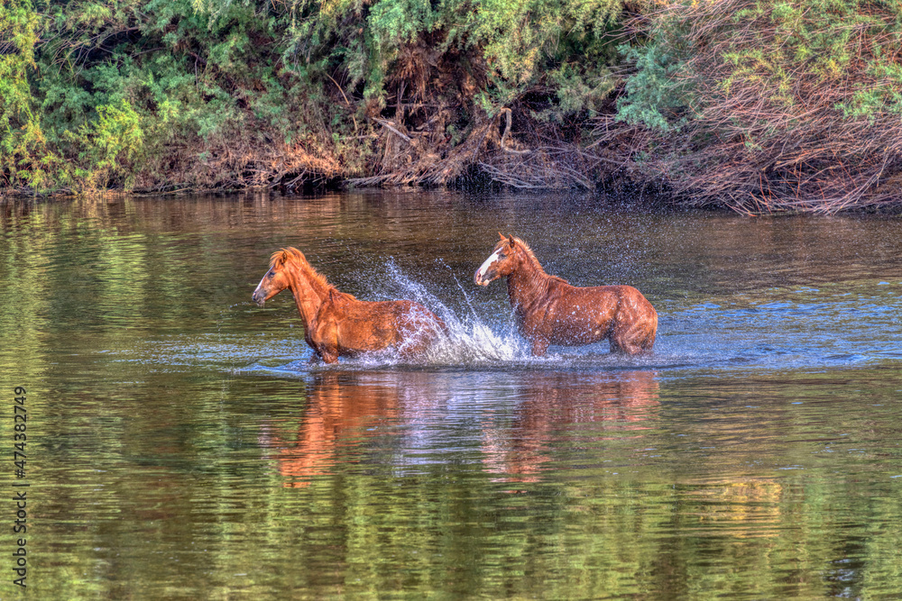 Fototapeta premium Salt River Wild Horses