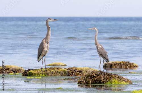 Two Great Blue Heron birds standing in shallow water at low tide