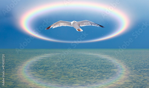 Many gulls flying over calm sea with rainbow