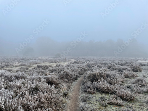 Winter and misty MTB track at the sallandse heuvelrug photo