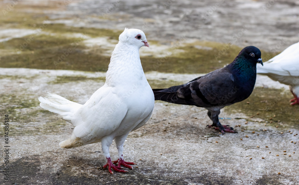 Fototapeta premium A beautiful white domestic pigeon looking curiously at other pigeons