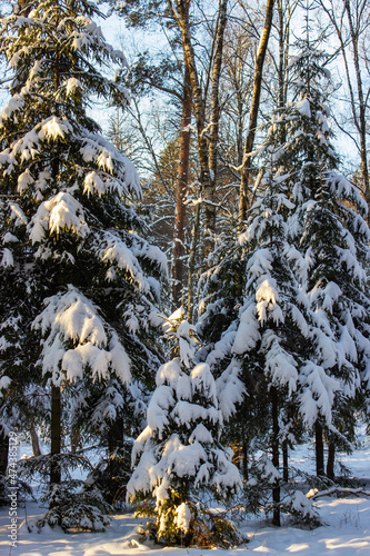 Beautiful snow-covered winter landscape. Paws, pine branches in the snow against a clear blue sky. Christmas landscape. Selective focus. Blurry background.