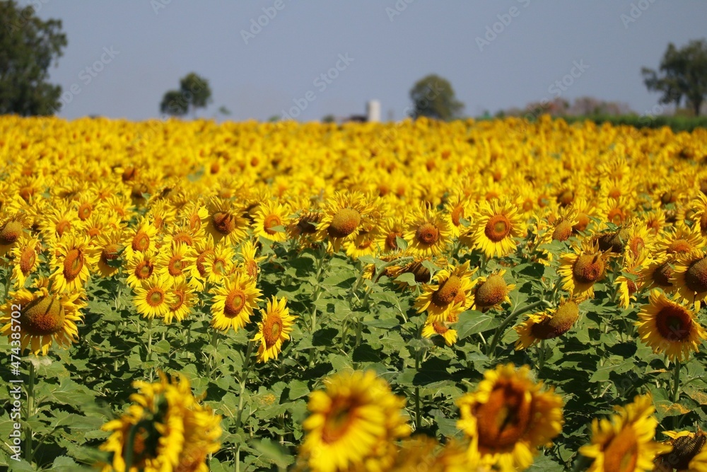 Obraz premium sunflower field in the summer