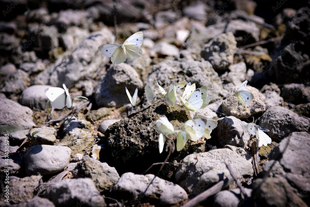 A group of newly hatched butterflies on a sod A group of newly hatched butterflies on a sod