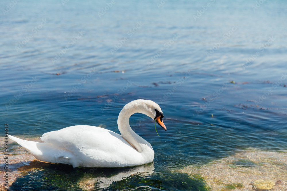 Obraz premium white bird swan swims in blue seawater