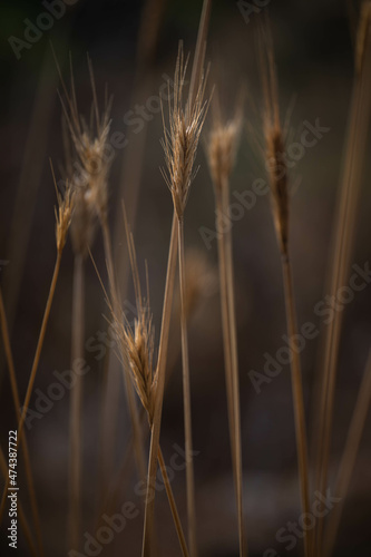 Wild grass stalks vertical moody shot