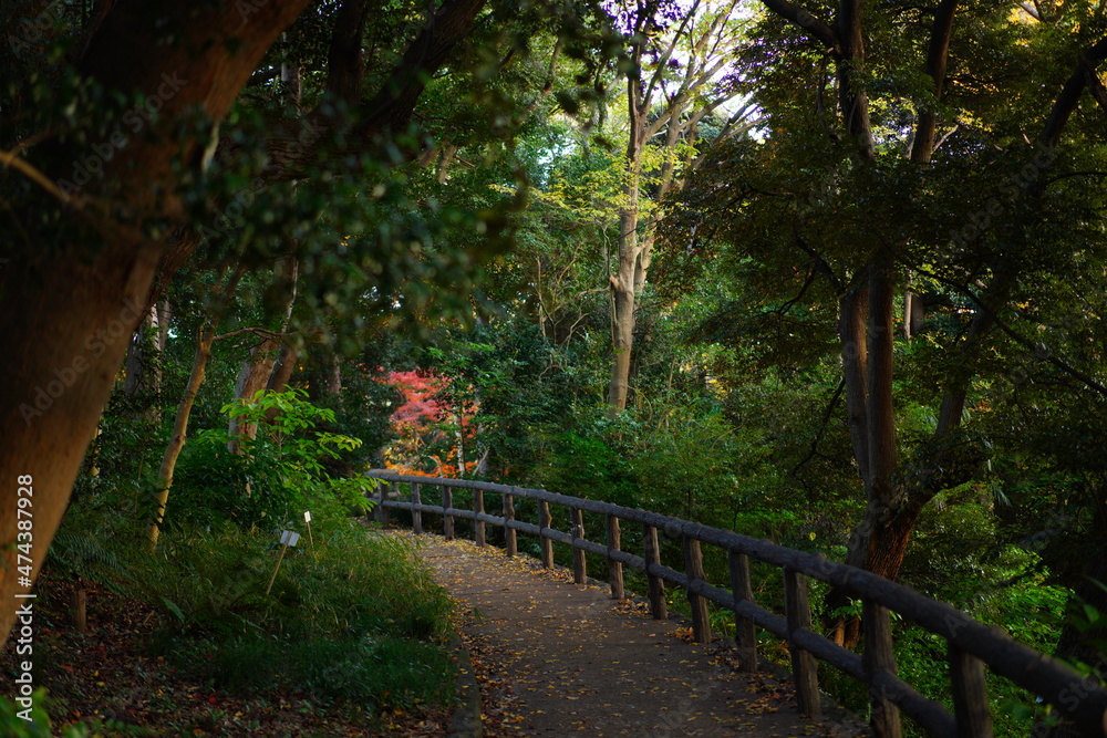 小石川植物園の紅葉の風景