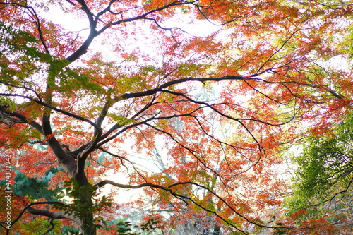 小石川植物園の紅葉の風景