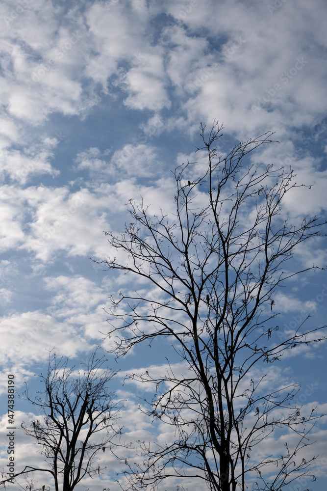 Obraz premium silhouette tree with beautiful clouds pattern background