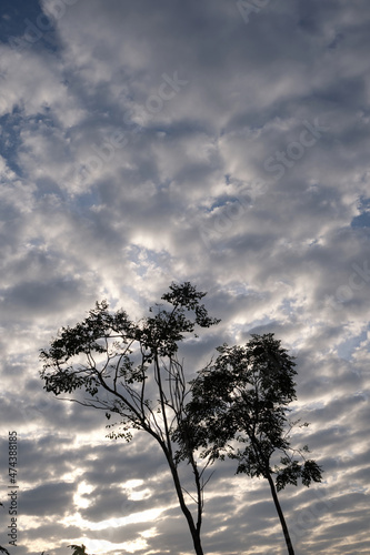 silhouette tree with beautiful clouds pattern background