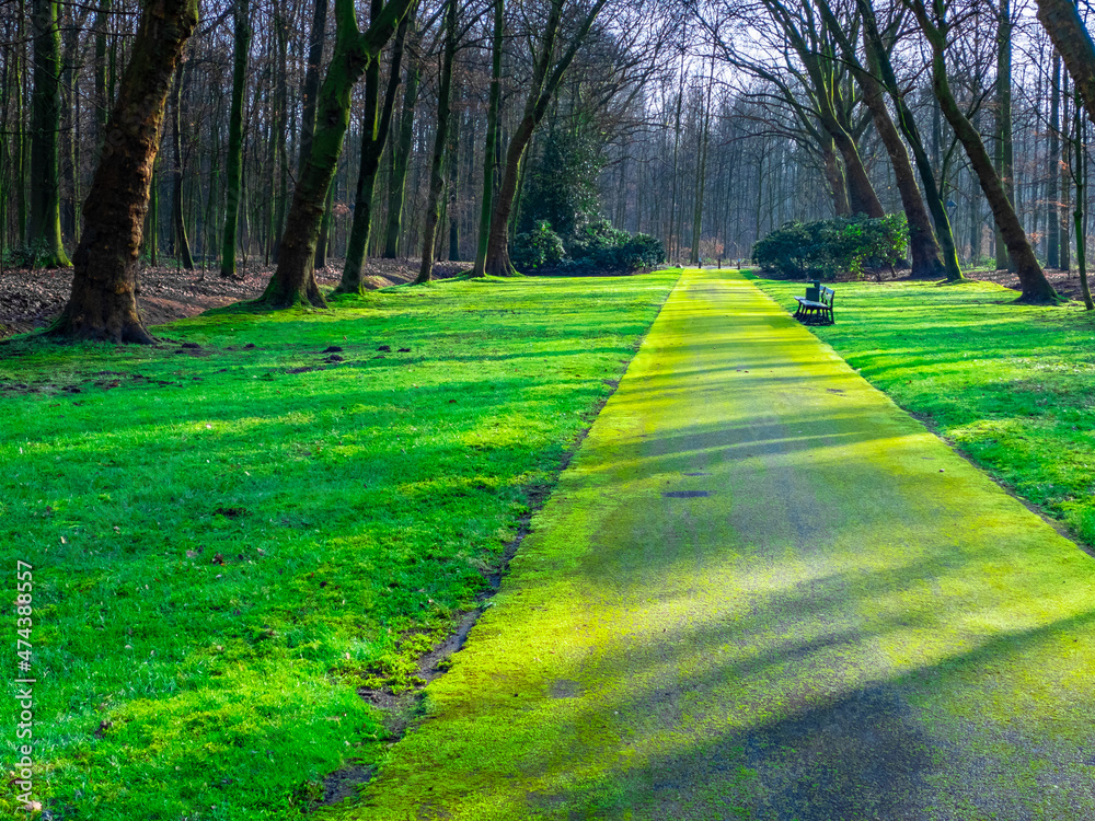 Obraz premium path in the park