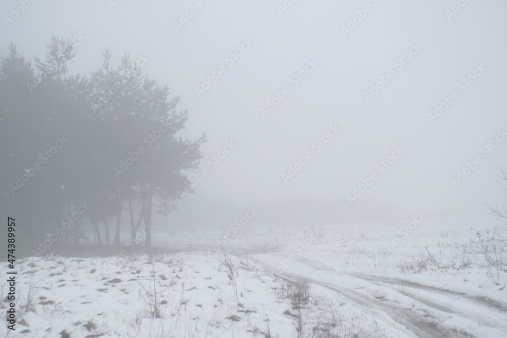 pine forest road on a foggy winter day pine forest road on a foggy winter day