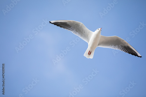 Seagull in flight against a blue sky