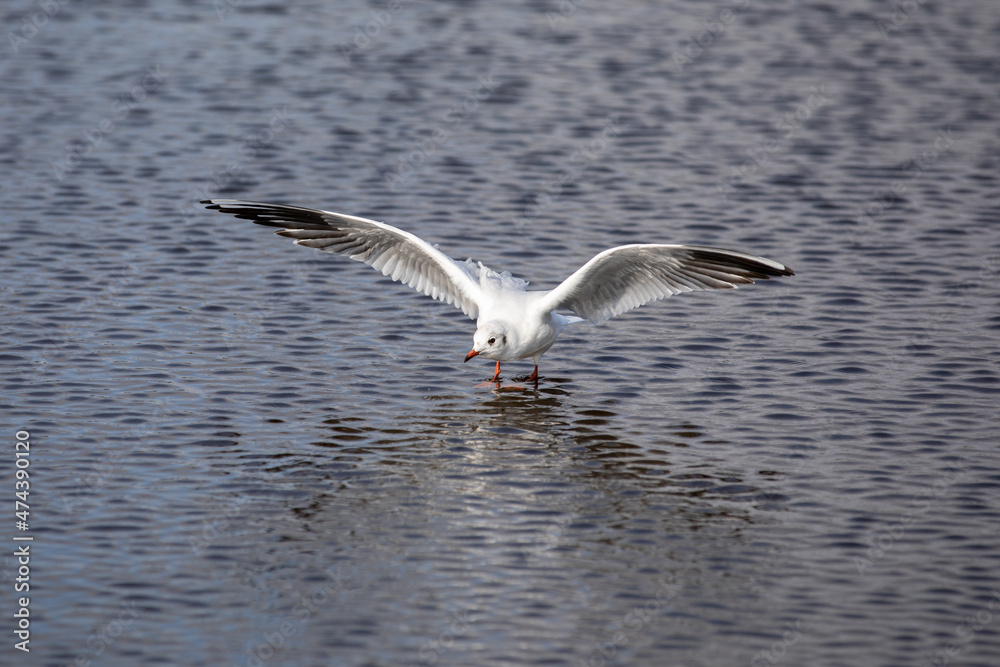 Seagull landing on the water