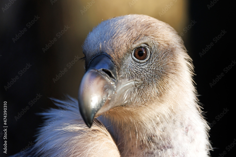 close up portrait of a griffon vulture (Gyps fulvus) at habitat close up portrait of a griffon vulture (Gyps fulvus) at habitat