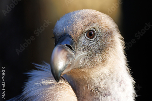 close up portrait of a griffon vulture  Gyps fulvus  at habitat