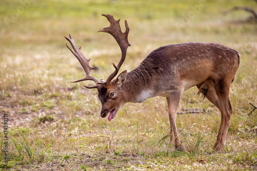 An European fallow deer in natural habitat