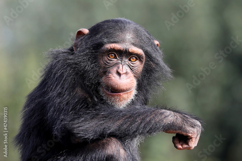 Foto close up shot of chimpanzee (Pan troglodytes) in habitat