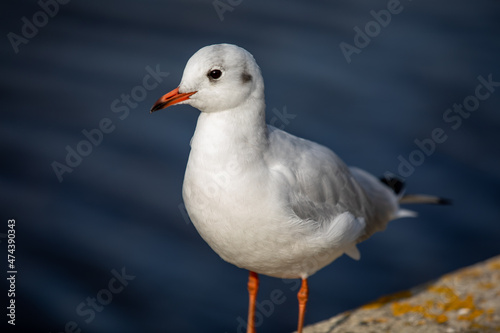 Seagull standing on the shore, with water in the background
