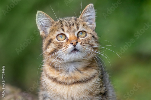 Small kitten with an inquisitive look on a background of green grass, portrait of a kitten on a blurred background