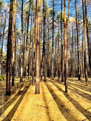 Coniferous forest with a predominance of larch. Ufa, Republic of Bashkortostan