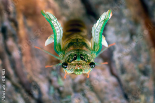 Cicada