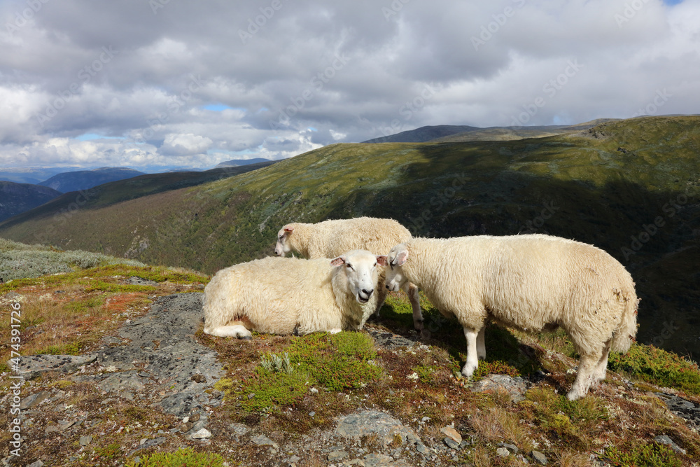 Fototapeta premium Schaf in Aurlandsvegen / Sheep at Aurlandsvegen / Ovis.