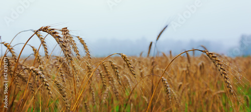 Ears of rye early in the morning, rye field of ripe ears with drops of water, harvest time, fog at dawn