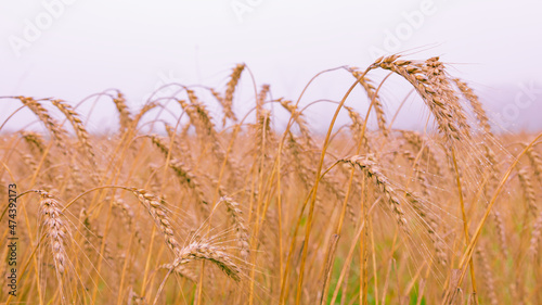 Ears of rye early in the morning, rye field of ripe ears with drops of water, harvest time, fog at dawn