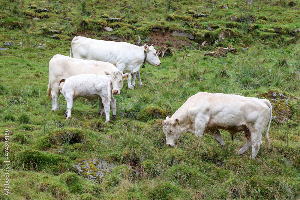 Norwegen - Rinder / Norway - Cattles /. Norwegen - Rinder / Norway - Cattles /.