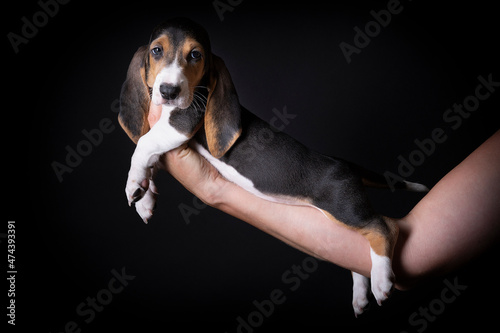 French basset artesien normand puppy held in hands against a black background photo