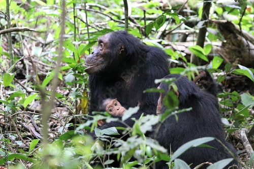 Chimpanzee, (Pan troglodytes), Kibale National Park - Uganda, Africa  © Christian