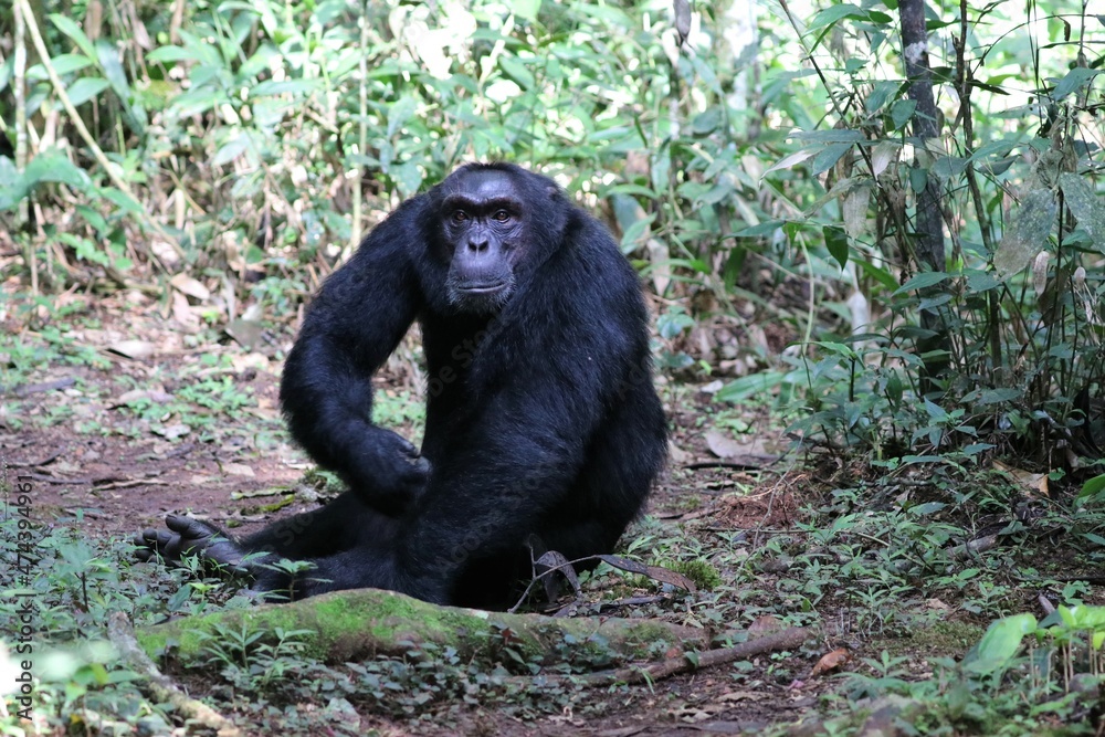 Chimpanzee, (Pan troglodytes), Kibale National Park - Uganda, Africa Chimpanzee, (Pan troglodytes), Kibale National Park - Uganda, Africa