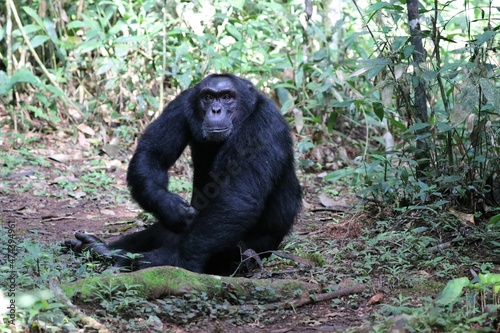 Chimpanzee   Pan troglodytes   Kibale National Park - Uganda  Africa 