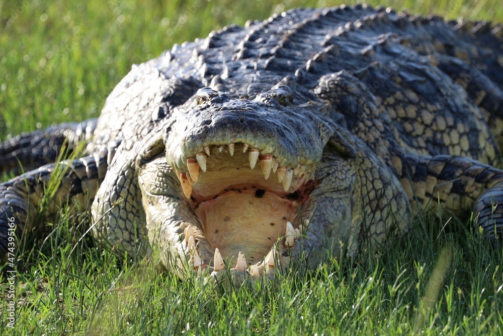 Naklejka premium Nile crocodile (Crocodylus niloticus) - Uganda, Africa