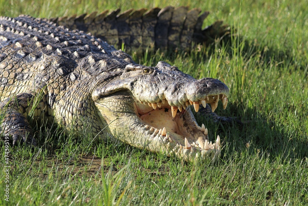 Nile crocodile (Crocodylus niloticus) - Uganda, Africa Nile crocodile (Crocodylus niloticus) - Uganda, Africa