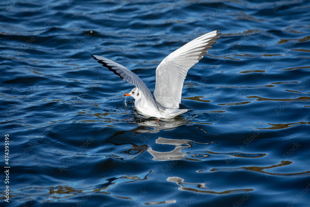 Fototapeta premium Seagull landing on rippling water with its wings out
