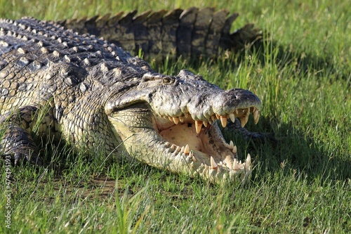 Nile crocodile  Crocodylus niloticus  - Uganda  Africa