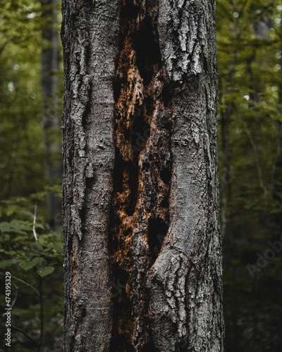 Fototapeta Naklejka Na Ścianę i Meble -  Exposed tree in the woods at Spring Mills.