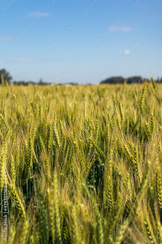 Fototapeta premium Wheat field horizontal