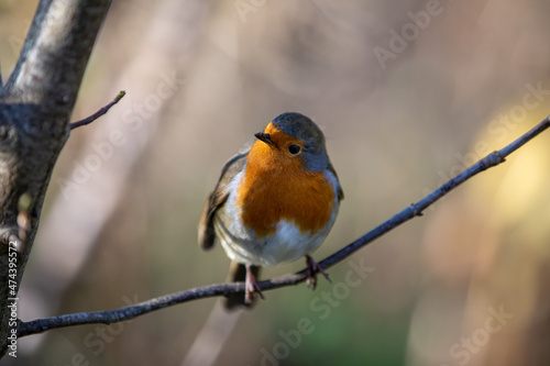 Robin perching on a tree branch © Charles