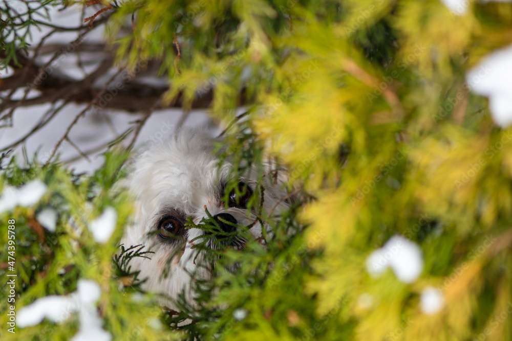 Fototapeta premium Bichon-poo in the snow