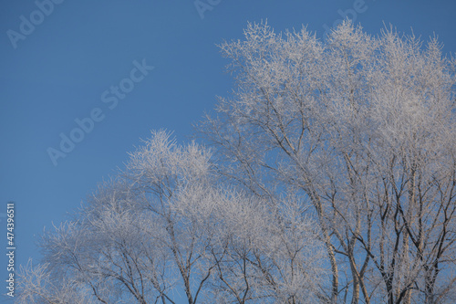 Trees with frost on a frosty day.